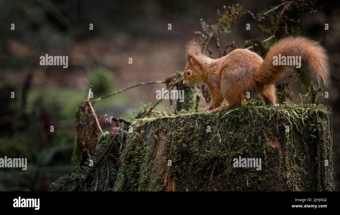A Red Squirrel on an old tree trunk in the Queen Elizabeth forest in the Trossachs National Park Stock Photo