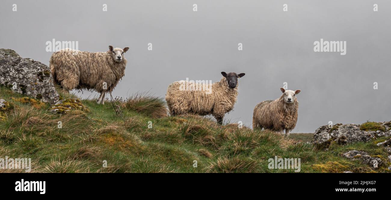 Three Sheep on a hill farm in Yorkshire Dales watching as we walk past Stock Photo