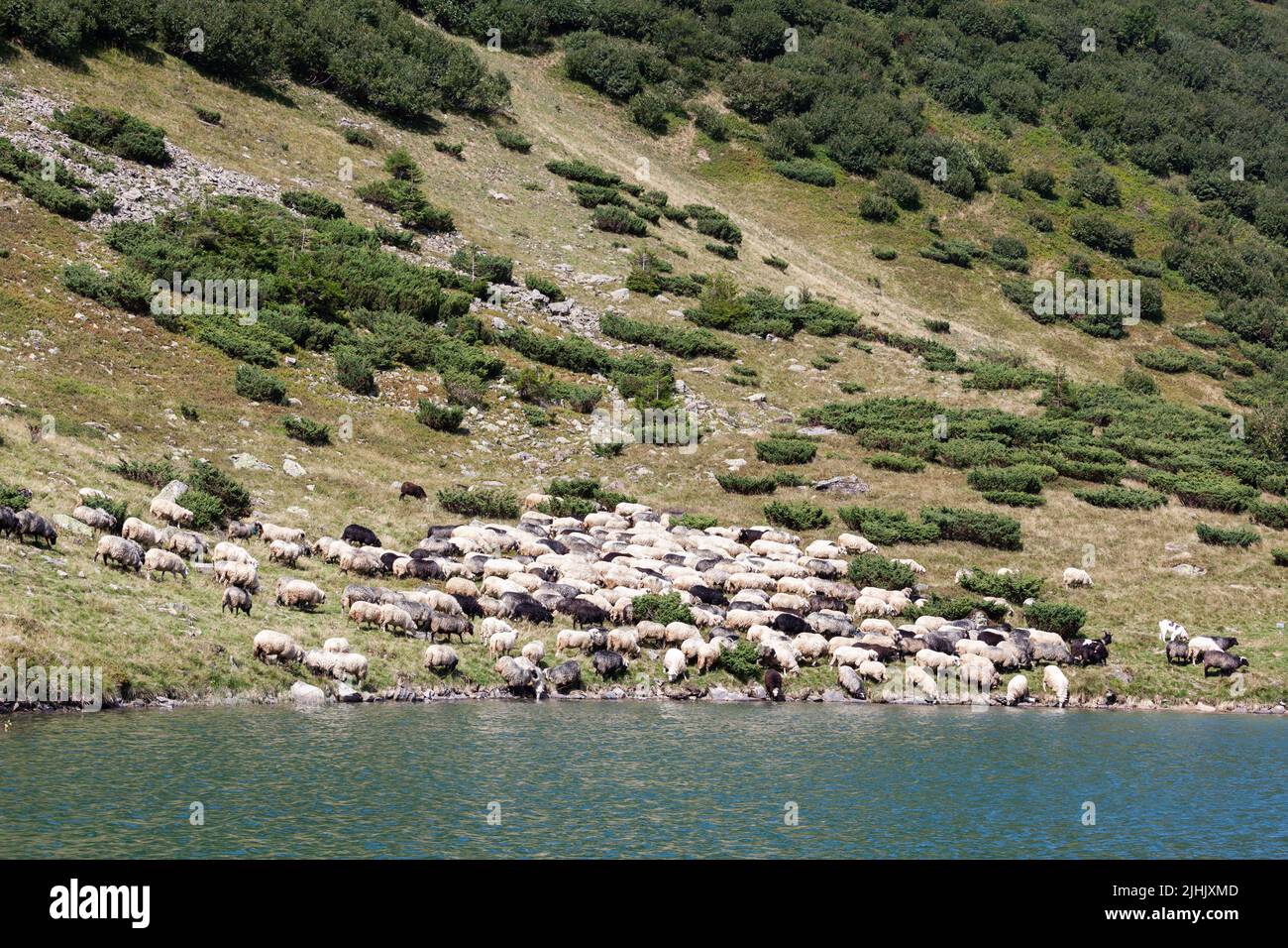 A flock of sheep in the Carpathian mountains. Ukraine. Stock Photo