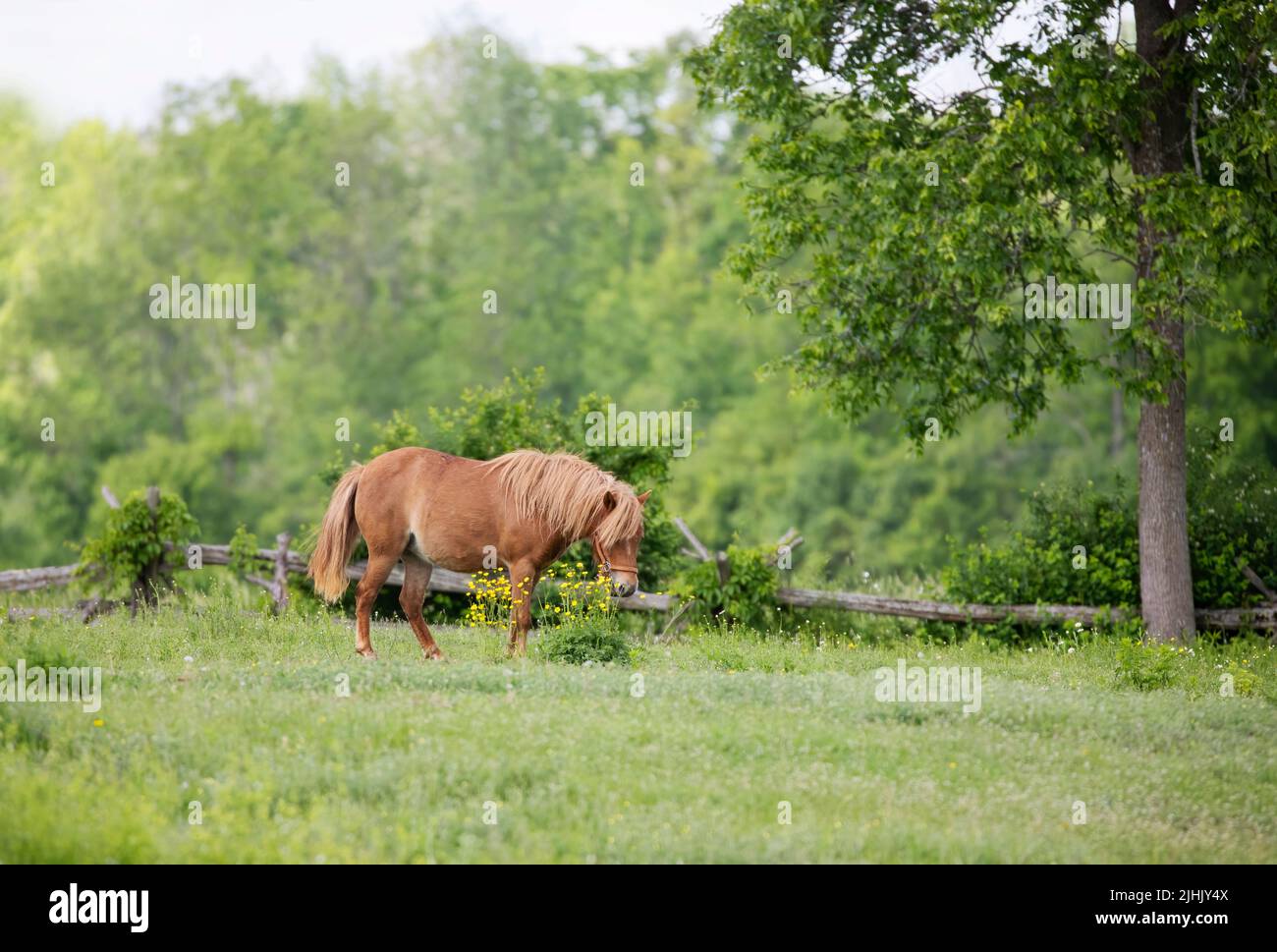 A beautiful brown horse standing in a grassy field with buttercups all around. Stock Photo