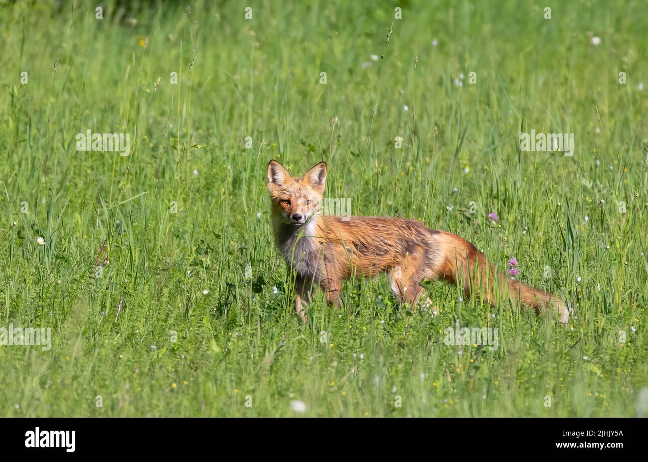 Red fox with a bushy tail walking through a grassy field near Ottawa, Canada Stock Photo