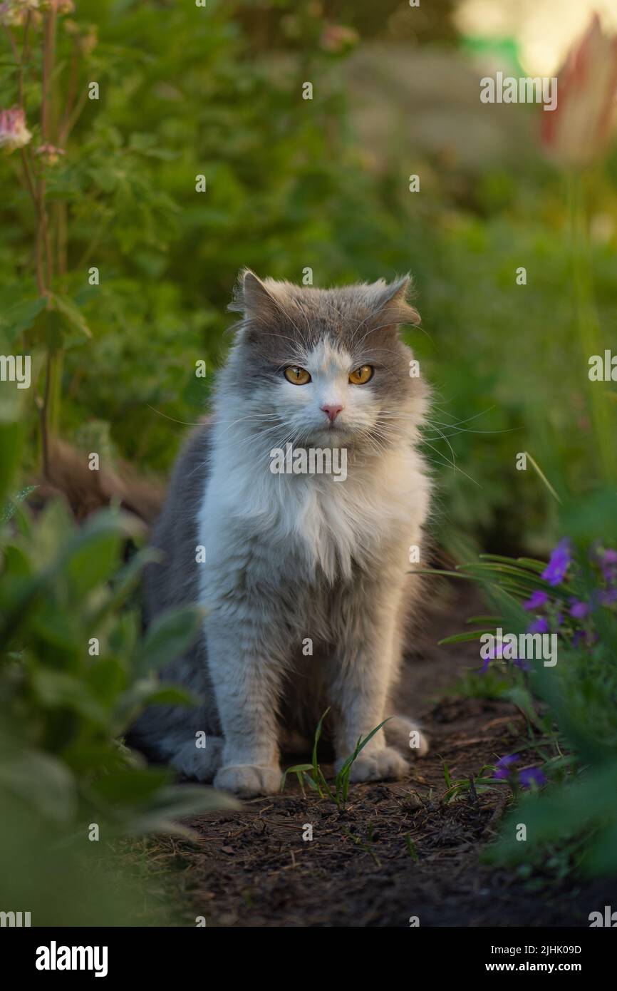 Cat sitting near flowers outdoor. Cute cat sit in a sunny summer garden ...