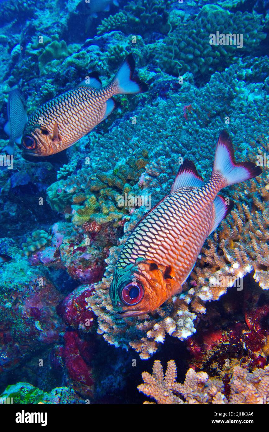 Bronze Soldierfish, Myripristis adusta, North Ari Atoll, Maldives, Indian Ocean, Asia Stock Photo