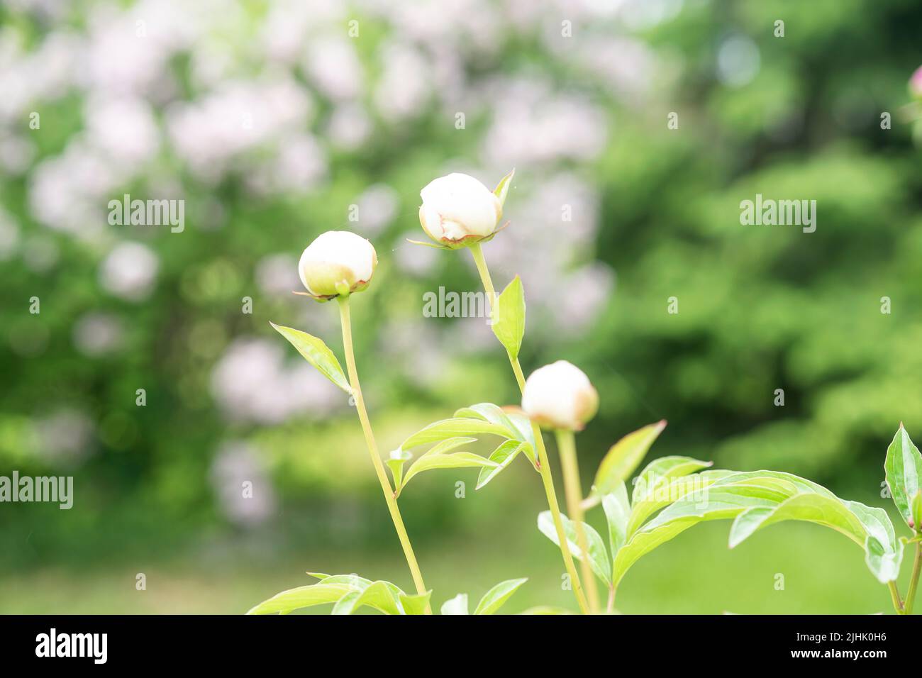 Buds of white peonies growing in the garden Stock Photo - Alamy