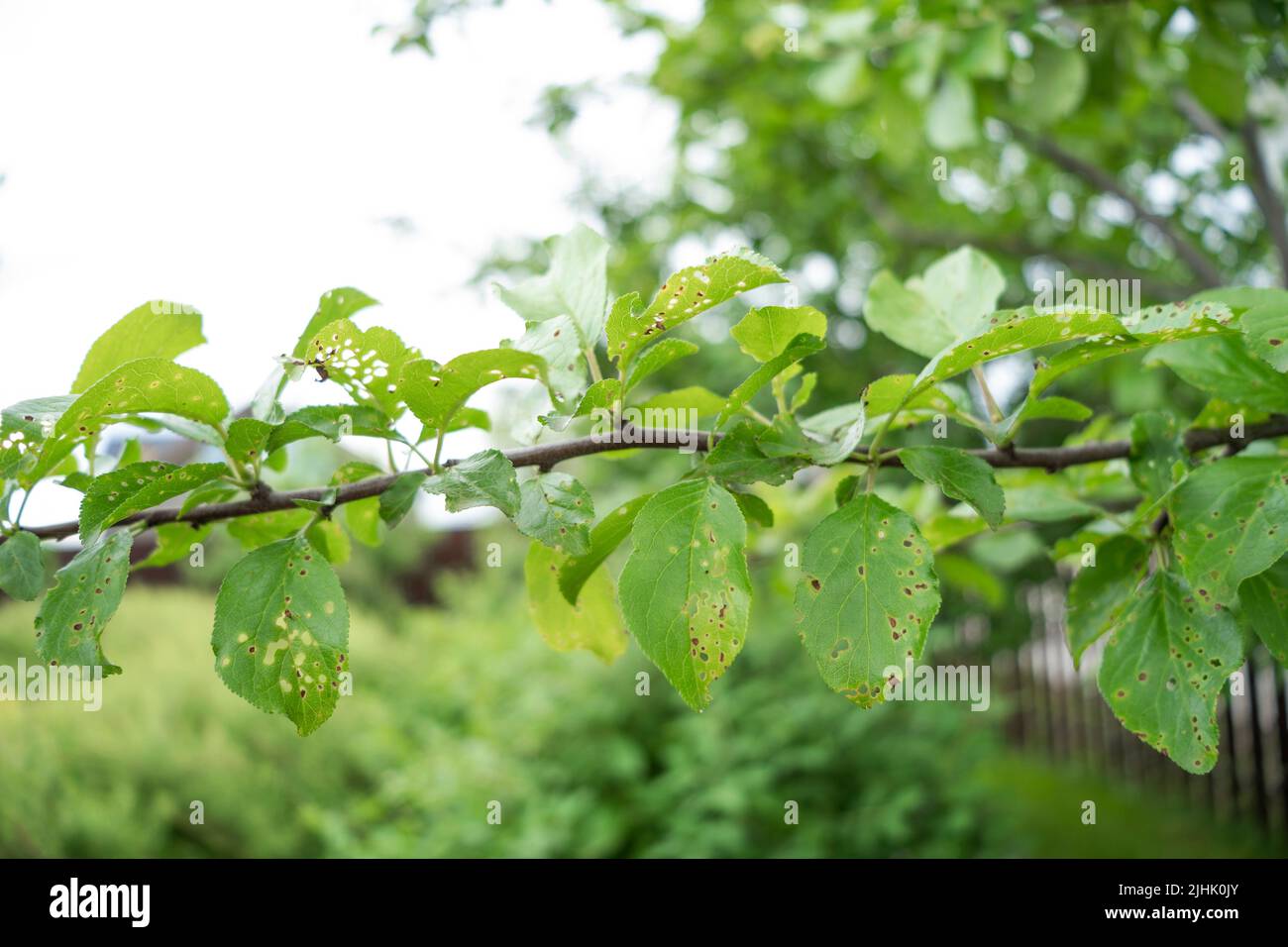 Aphids or greenflies eating the plum tree in the garden. The tree's
