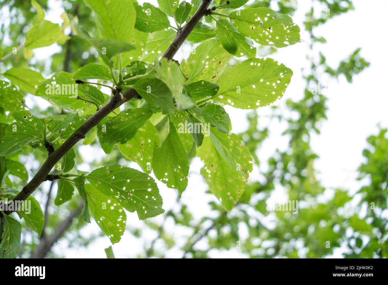 Aphids or greenflies eating the plum tree in the garden. The tree's