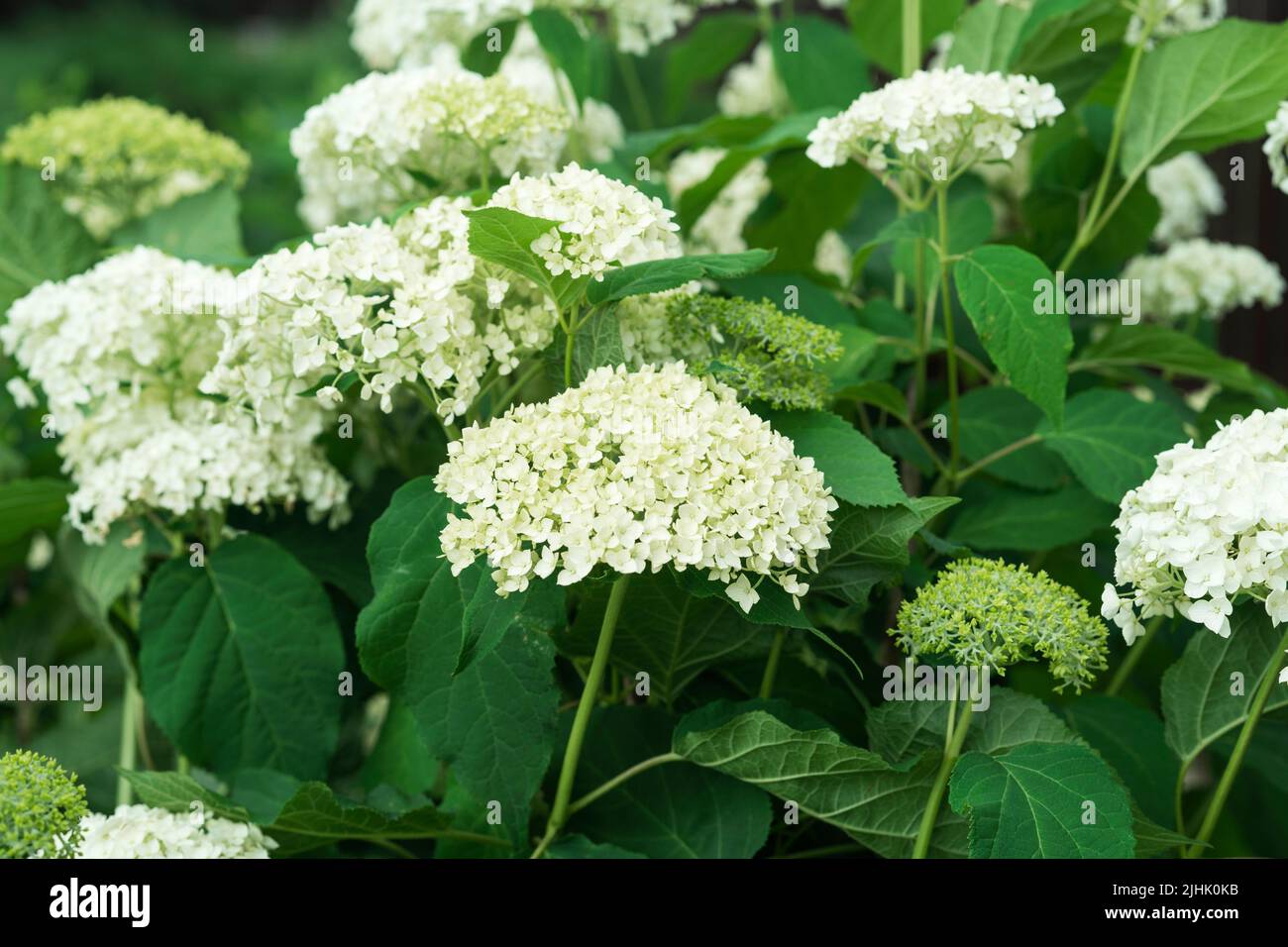 White flowers of hydrangea growing in the garden Stock Photo - Alamy