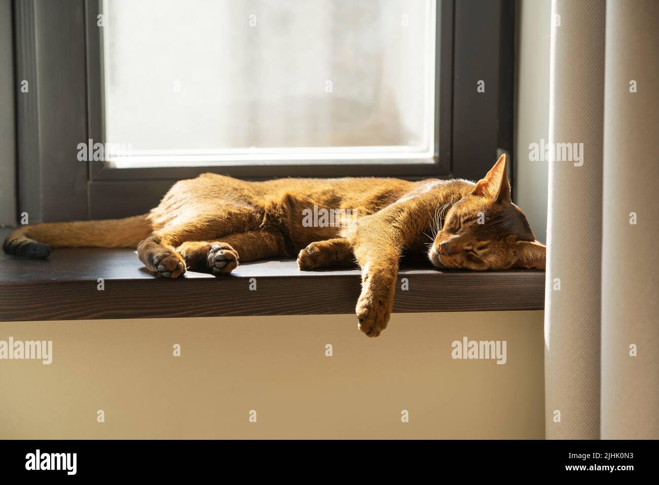 A ginger lazy abyssinian cat sleeping on the windowsill Stock Photo