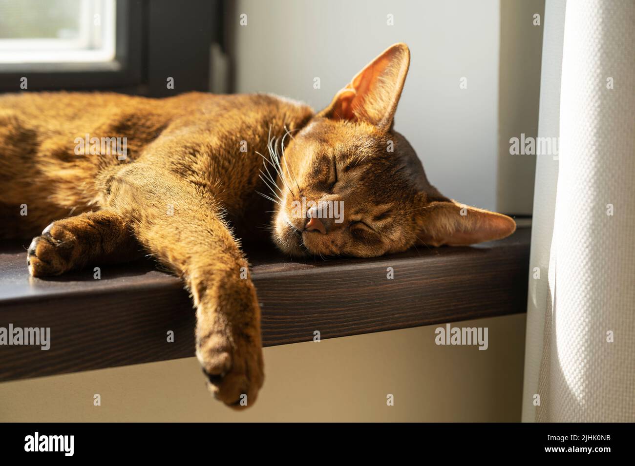 A ginger lazy abyssinian cat sleeping on the windowsill Stock Photo