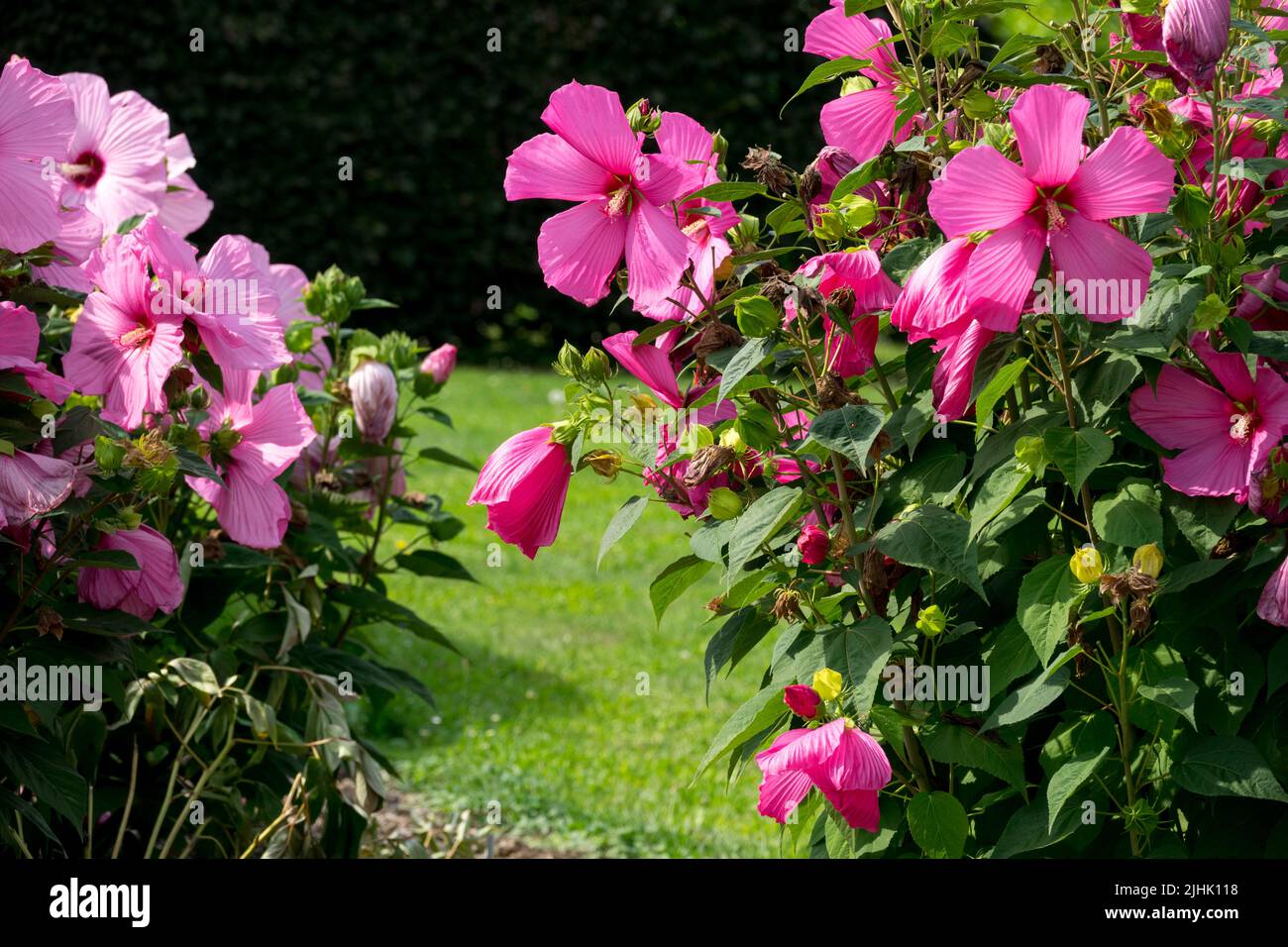 Pink Hibiscus moscheutos Garden Stock Photo