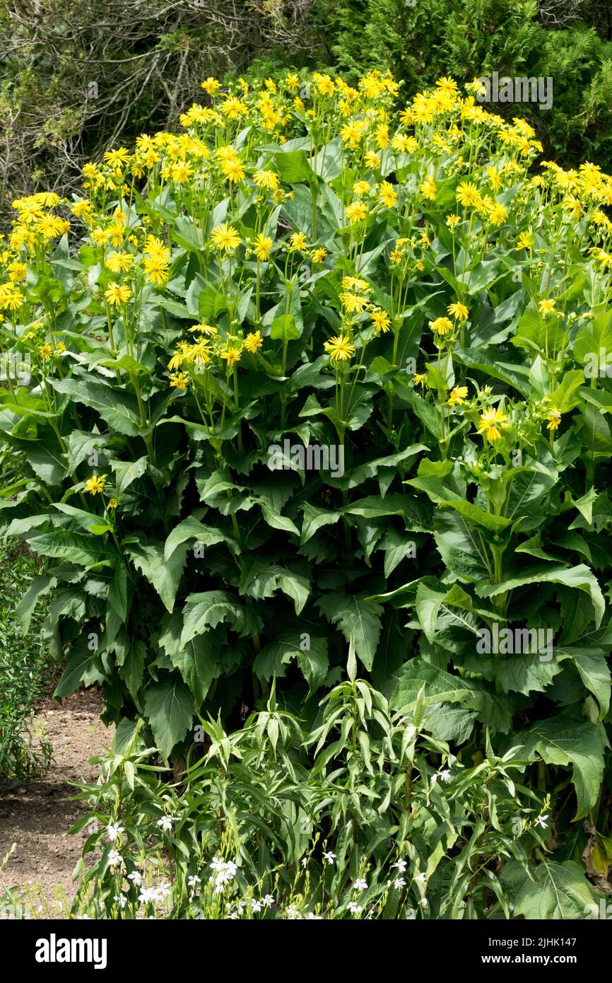 Silphium perfoliatum, Cup plant, Tall Garden Plant, Hardy herbaceous forb Stock Photo