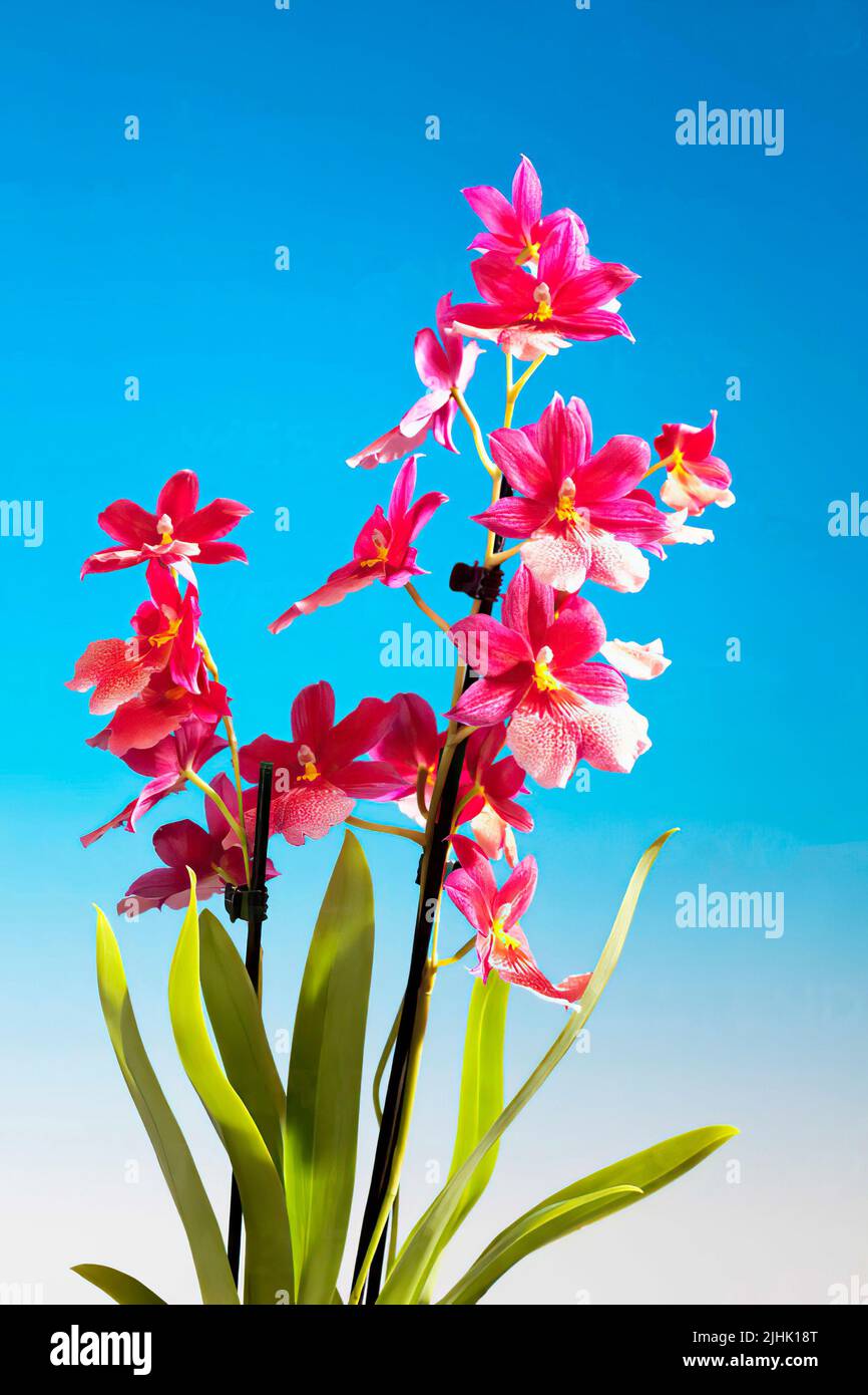 Cambria orchid, Orchidaceae, hybrid. Vertical photo Stock Photo