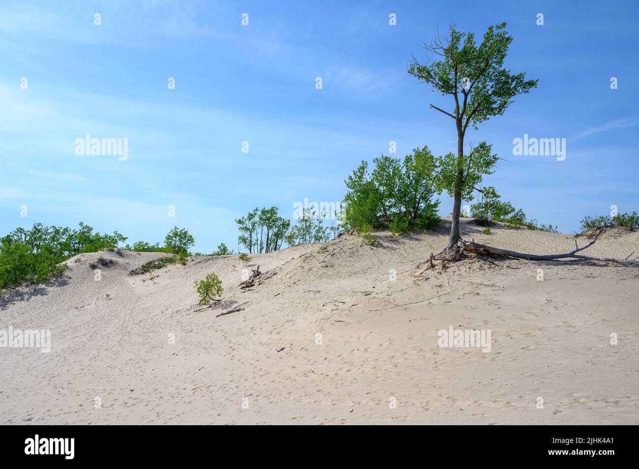 Steep sand dunes interspersed with trees and woodland at Sandbanks