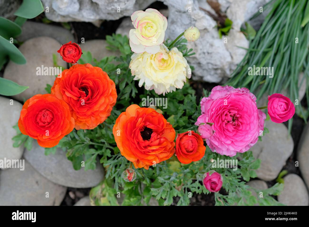 Ranunculus ( crowfoot) top view in landscape design. Colorful Asian buttercup flowers and juniper twigs for flower beds. Red and pink Buttercup, Ranun Stock Photo