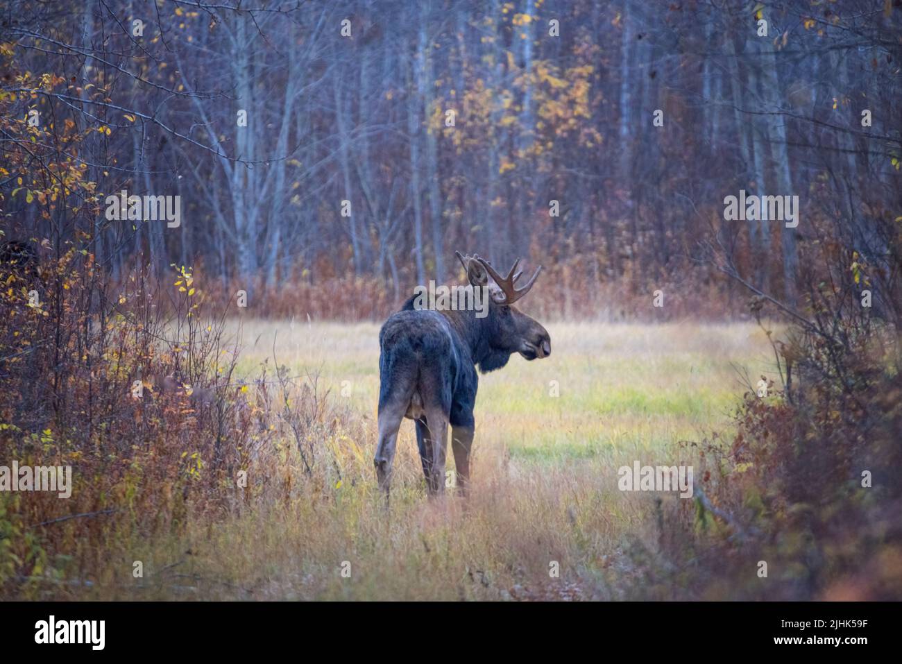 A bull moose standing in an opening surrounding by trees in full fall colors Stock Photo