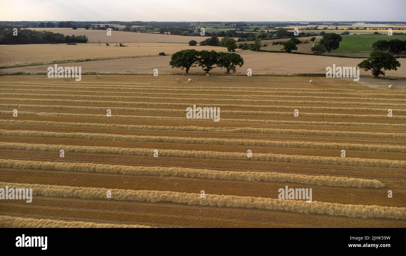 Wheat fields at Harvest time Stock Photo