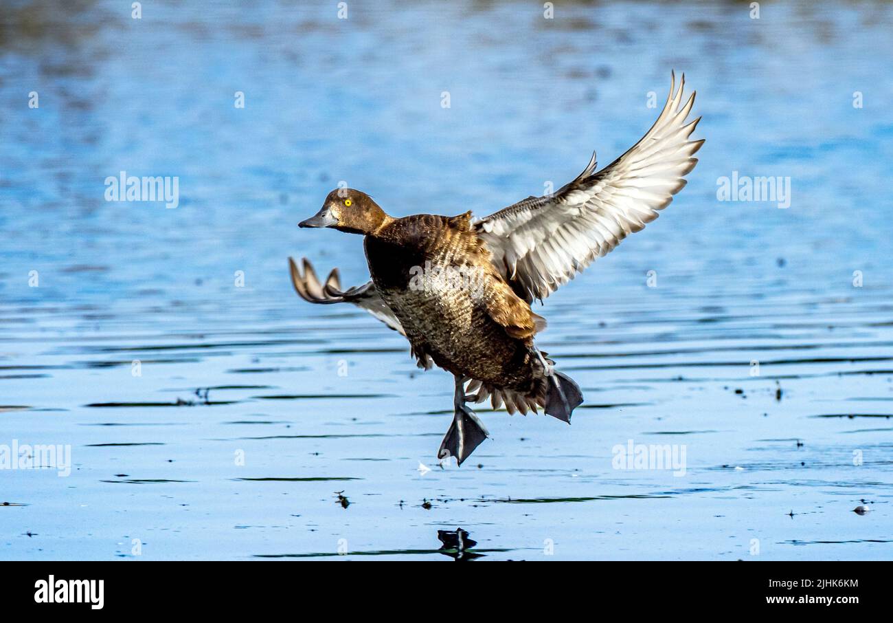 Female tufted duck water landing at Rutland Water, UK Stock Photo