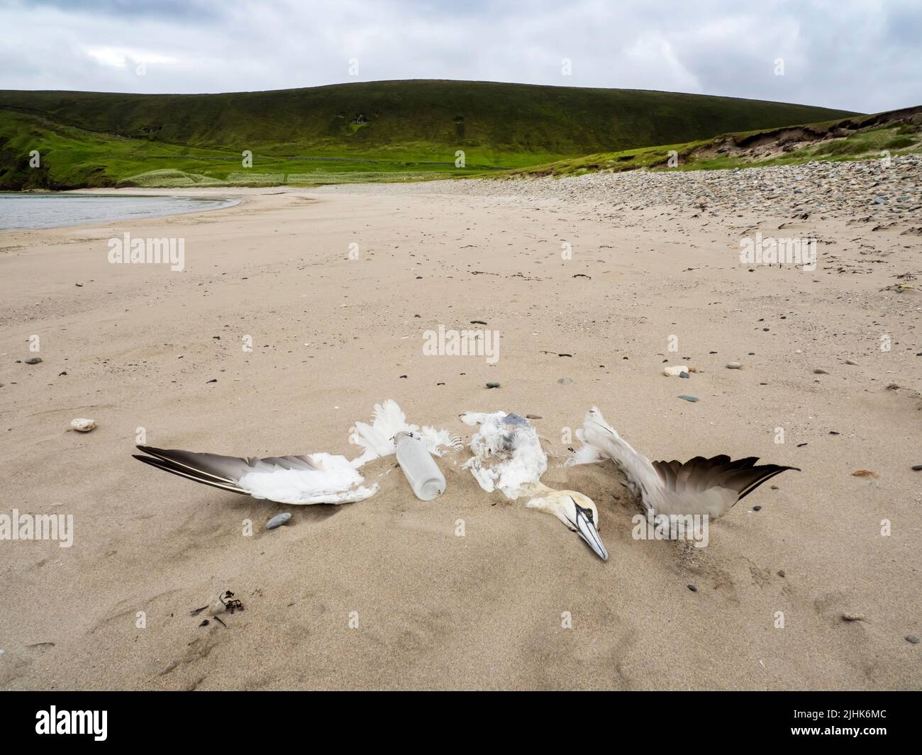 A dead Northern Gannet; Morus bassanus killed by bird flu at Tresta on Fetlar, Shetland, Scotland, UK. Thousands of seabirds were killed by birdflu on Stock Photo