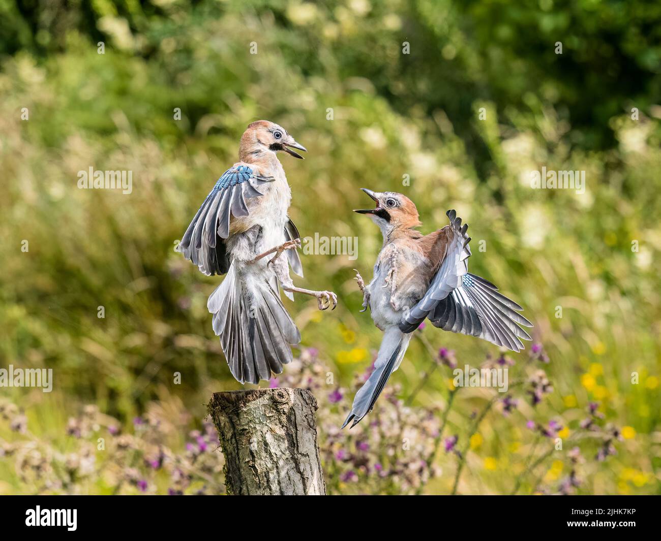 A young jay foraging with its parents in summer in mid Wales Stock Photo