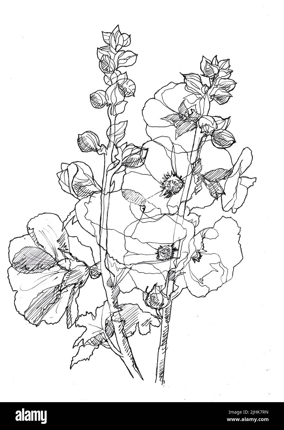 Black and white of hollyhocks on a white background. Stock Photo