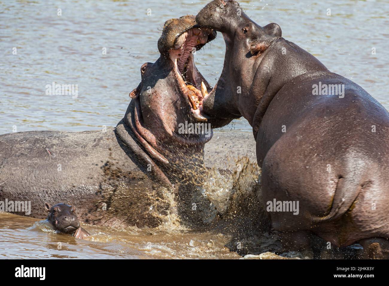 The most vicious moment of the sparring session as they lock jaws. KENYA, AFRICA. Angry Hippo Momma  By Aimee Braniff Cree   **EXCLUSIVE**   POWERFUL Stock Photo