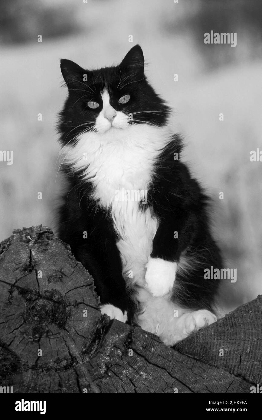 Black and white Cat sitting upright on log pile. looking, Black and white image. Stock Photo
