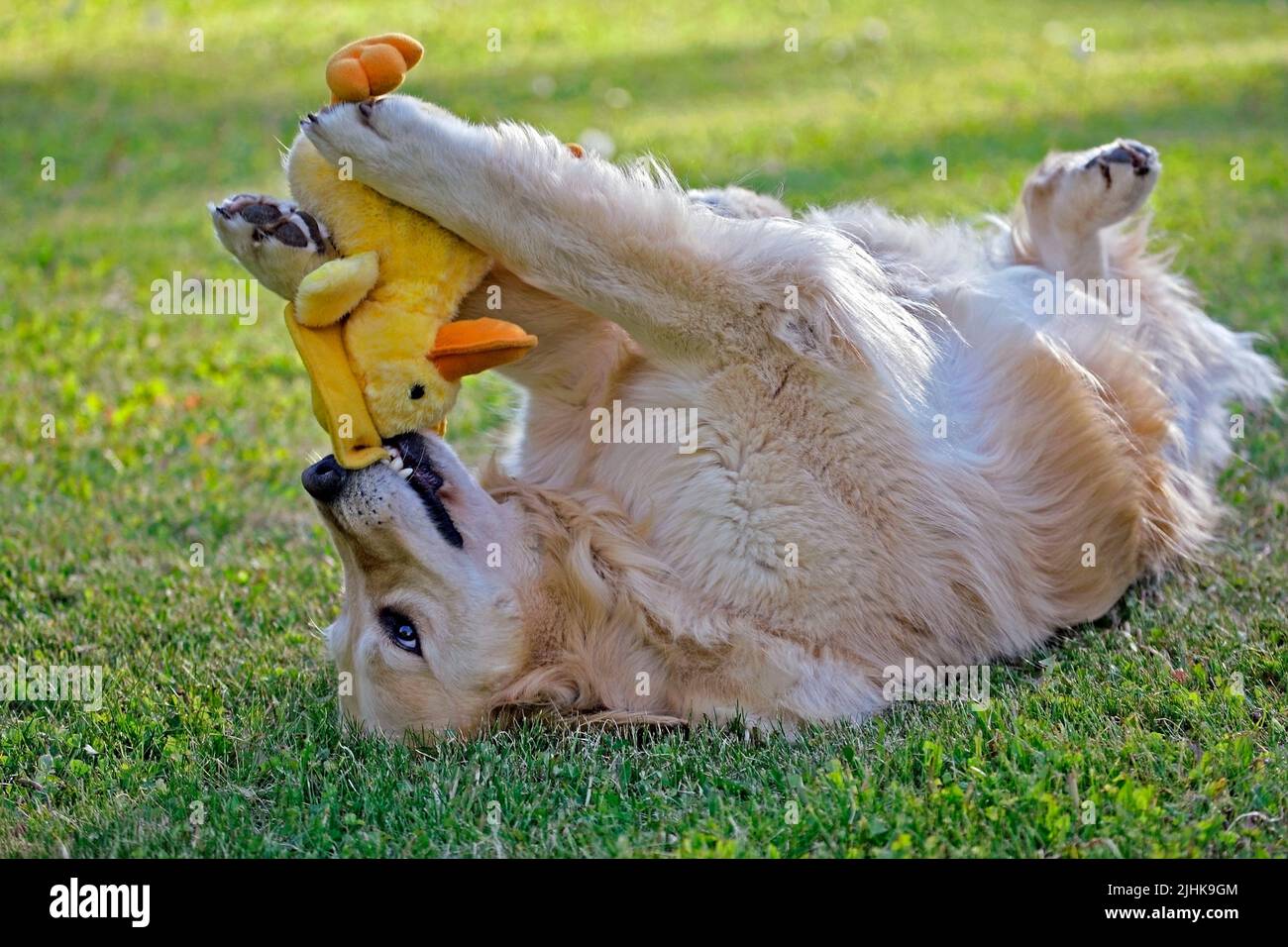 Golden Retriever in yard, playing with Toy Duck Stock Photo
