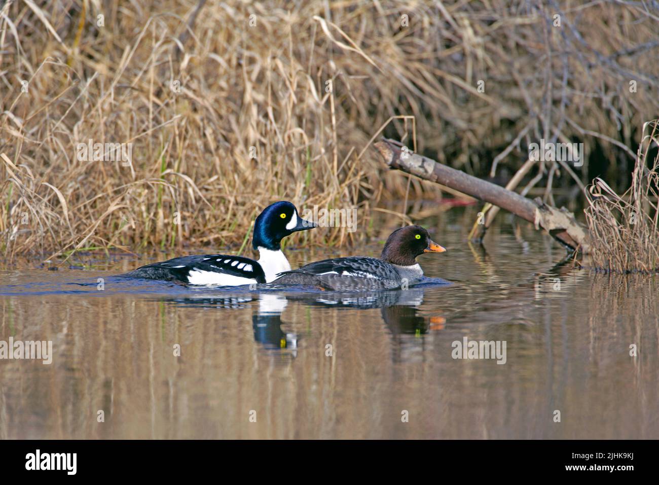 Common Goldeneye, pair swimming together in pond, Stock Photo