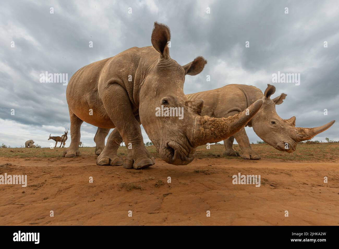The side profile of the rhinos shows their impressive horns that are the top reason they are poached. EASTERN CAPE, SOUTH AFRICA. Rhino selfies  By Ai Stock Photo