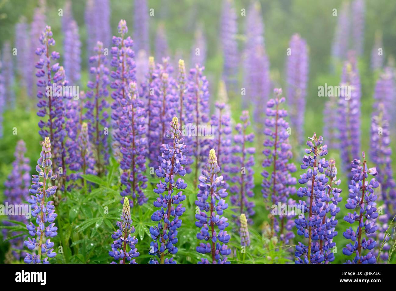 close up of violet lupine flowers, lupinus, at lake Zeinissee, Silvretta mountains, Tirol, Austria Stock Photo