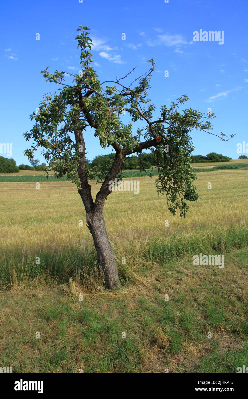 Single tree in a field against a blue sky Stock Photo