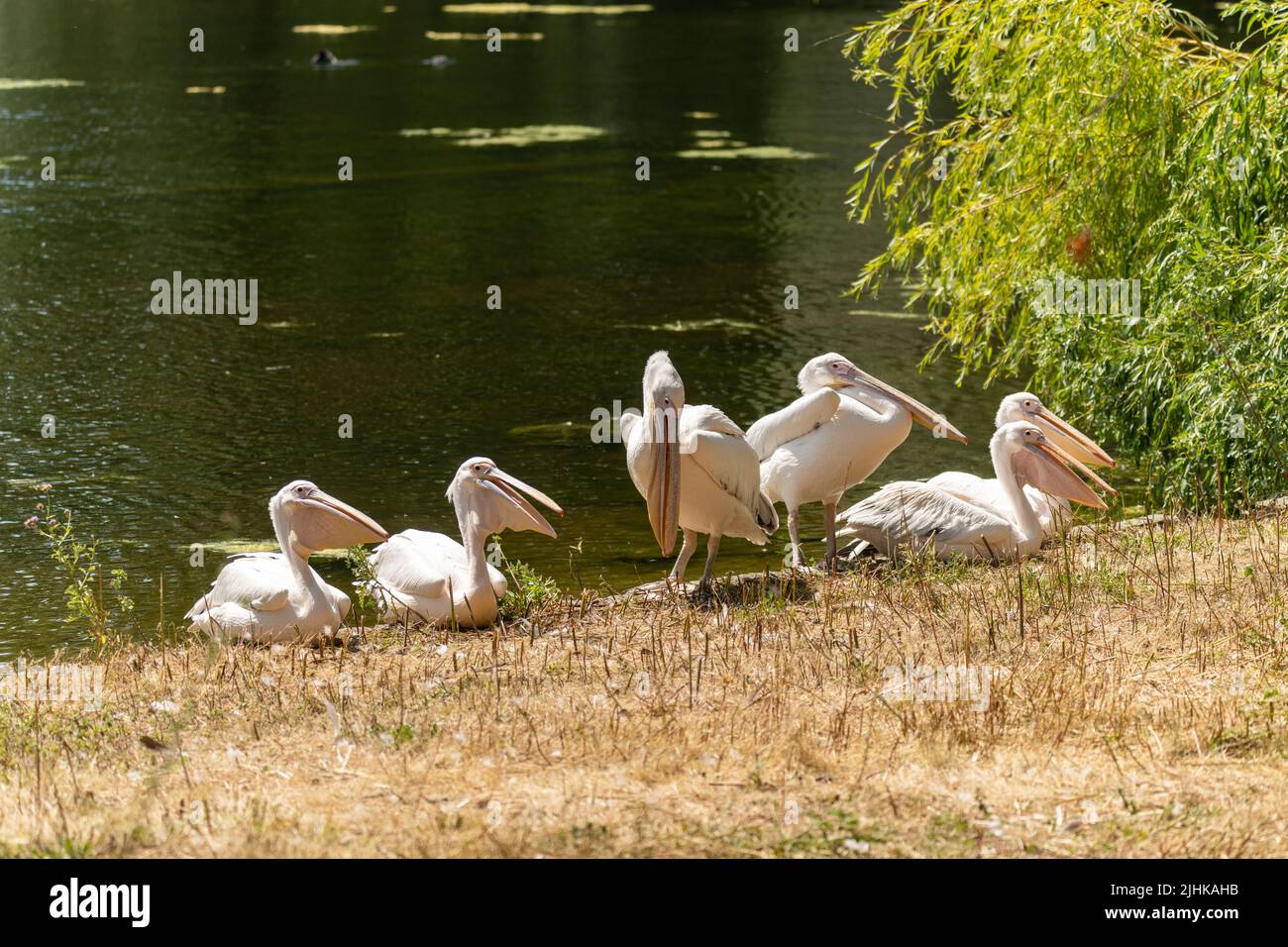 London, UK. 19th July, 2022. UK Weather, on the hottest day of the year pelicans  enjoy St James Park London Pelicans Credit: Ian Davidson/Alamy Live News Stock Photo