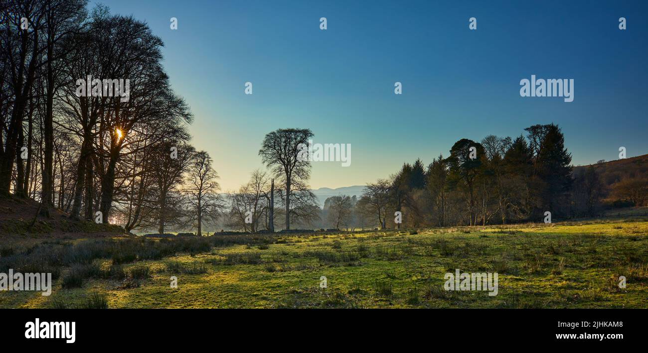Silhouetted trees stand still as the setting sun picks out detail on the rush strewn pasture on the west coast of Scotland. Argyll Stock Photo