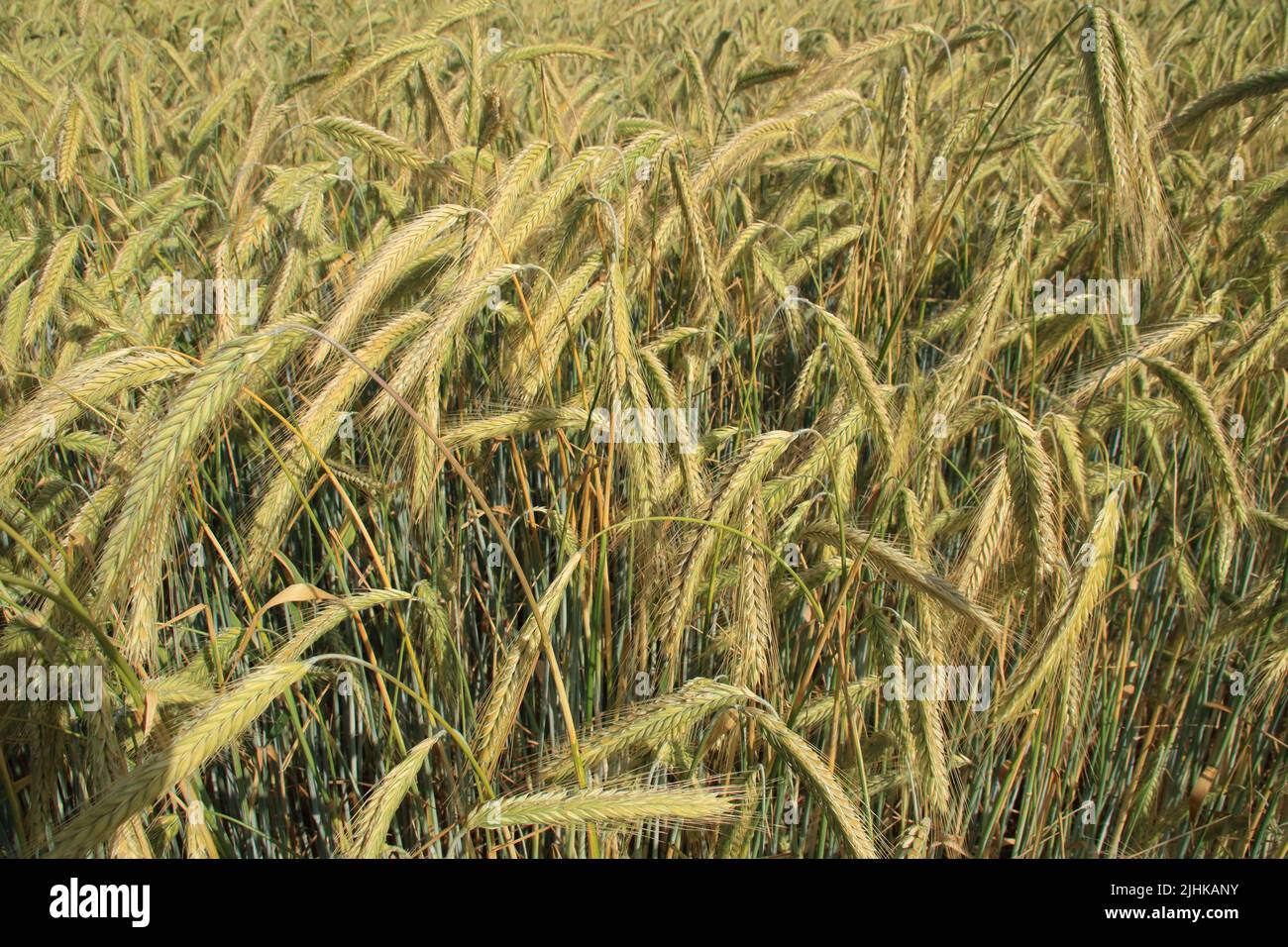 View of a grain field in summer Stock Photo
