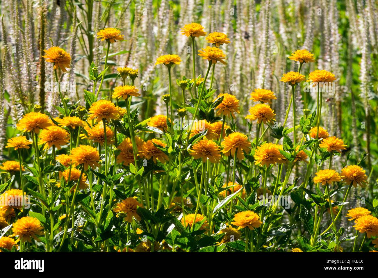 False Sunflower, Heliopsis helianthoides 'Asahi' Stock Photo