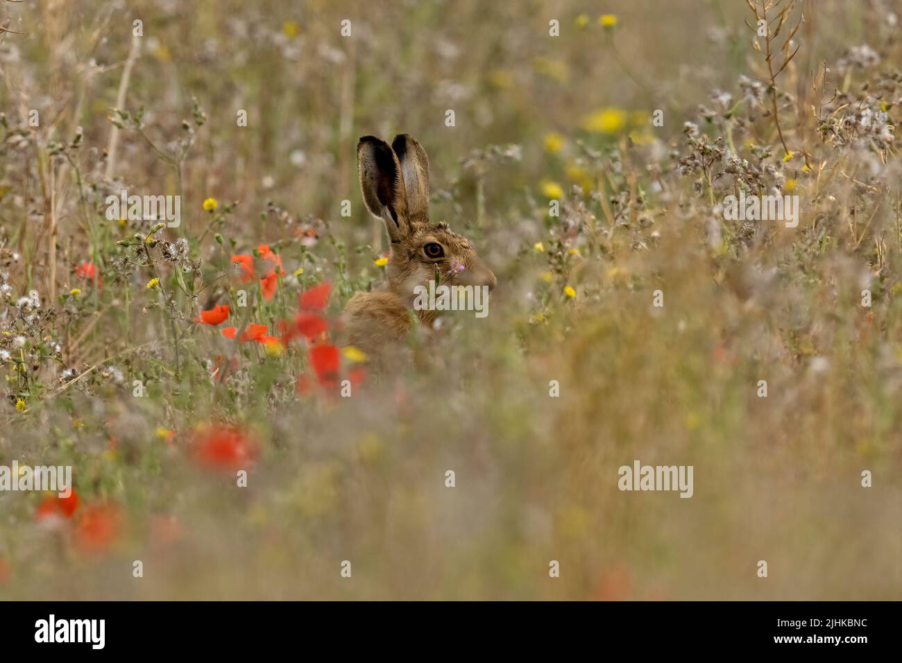 Brown  Hare- Lepus europaeus amongst wild flowers. Summer. Stock Photo