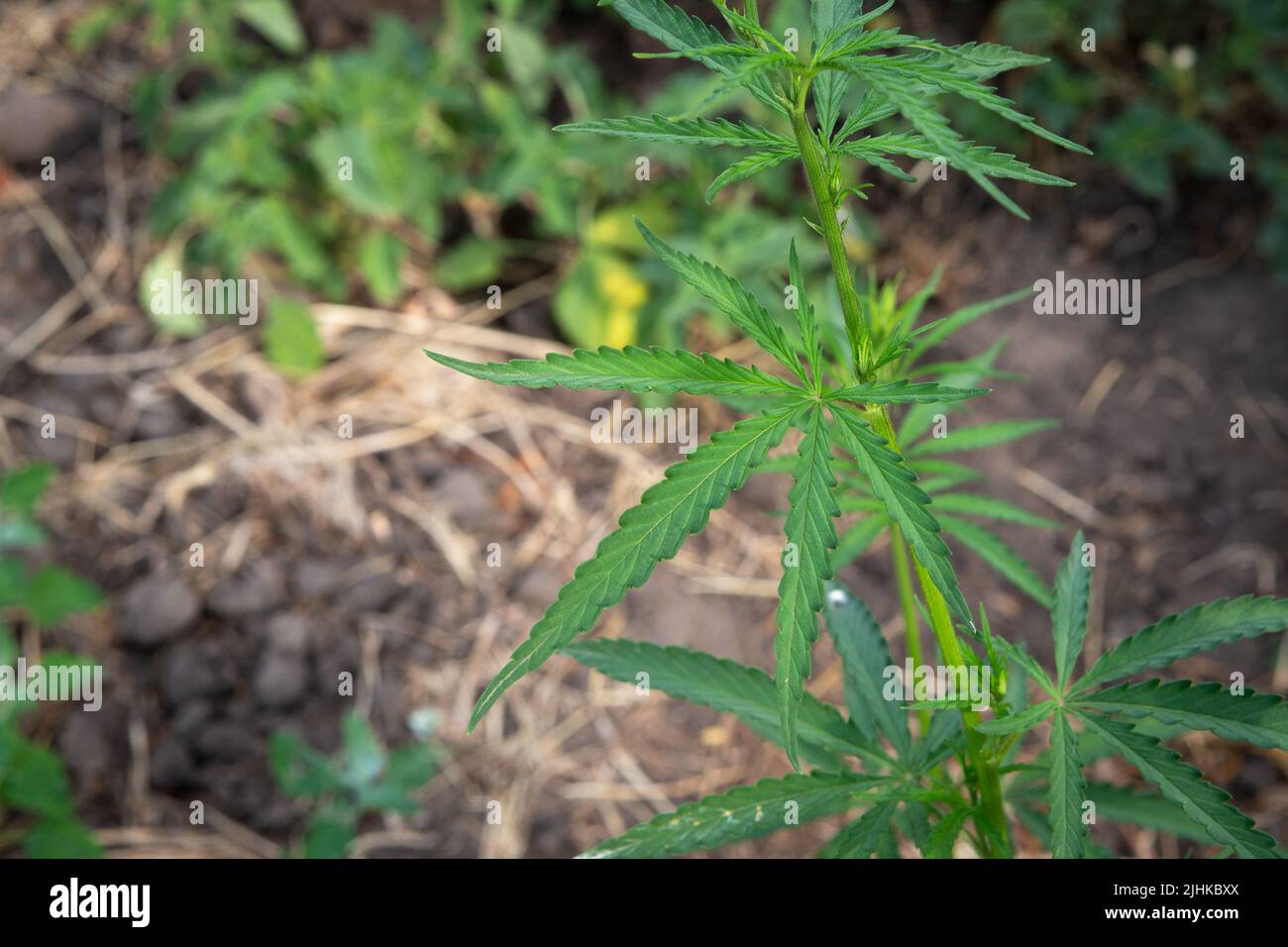young green cannabis bush growing outdoors in nature Stock Photo