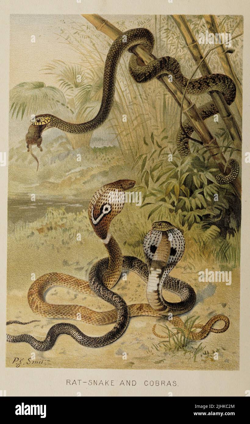 Rat Snakes and Cobras from The royal natural history EDITED  BY RICHARD LYDEKKER Volume V 1896 Stock Photo