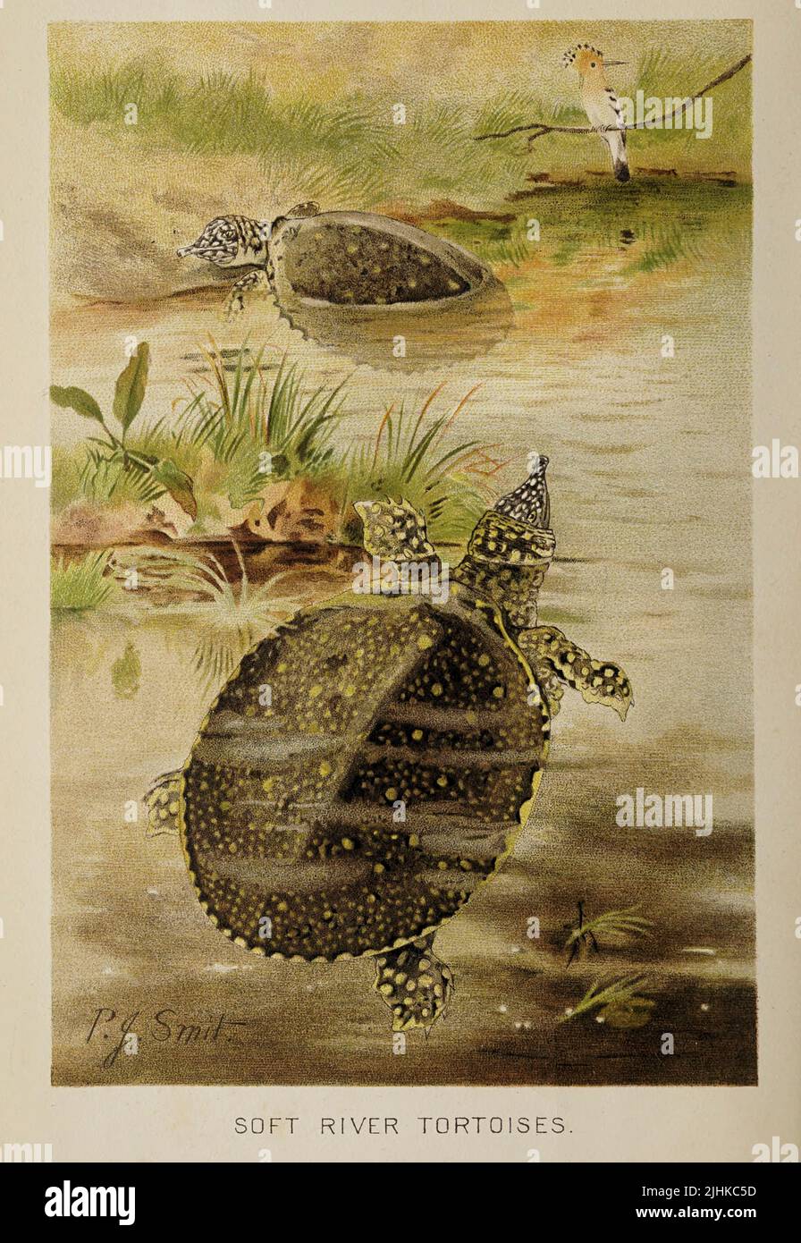 Soft Shelled River Tortoises from The royal natural history EDITED  BY RICHARD LYDEKKER Volume V 1896 Stock Photo