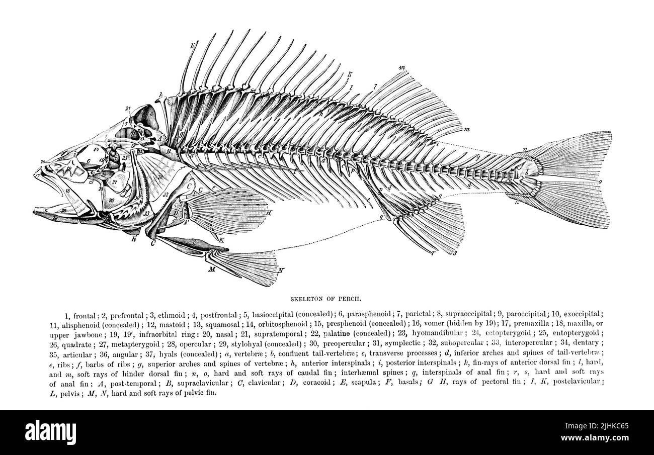 Skeleton of a Perch from The royal natural history EDITED  BY RICHARD LYDEKKER Volume V 1896 Stock Photo
