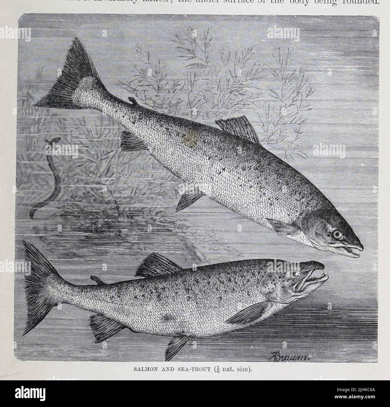 Salmon fish illustration drawing engraving hires stock photography and