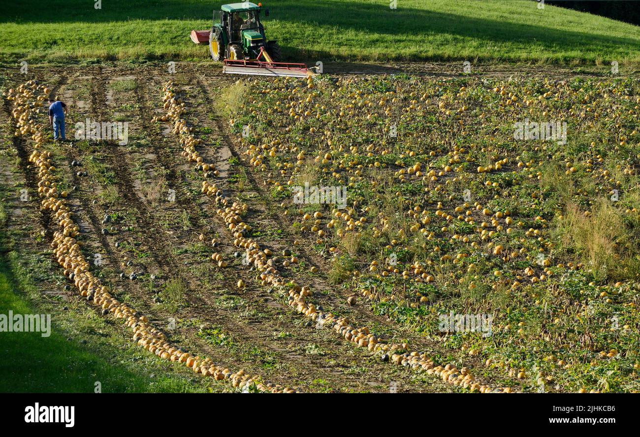 AUSTRIA Styria, cultivation of oil pumpkins, the seeds are used for processing of pumpkin seed oil, after pushing together the pumpkins they will be picked up with spiked roller tool and the seeds will be separated from fruit in the harvesting machine / ÖSTERREICH, Steiermark, Anbau von Kuerbis und Verarbeitung zu Kuerbiskernoel, Ernte mit Traktor und Spezialerntemaschine, die Kürbisse werden in Reihen zusammen geschoben, dann auf eine Stachelwalze der Erntemaschine aufgespiesst und in der Maschine entkernt Stock Photo