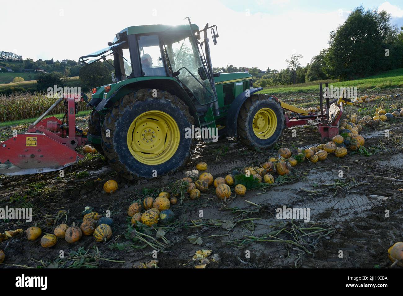 AUSTRIA Styria, cultivation of oil pumpkins, the seeds are used for processing of pumpkin seed oil, after pushing together the pumpkins they will be picked up with spiked roller tool and the seeds will be separated from fruit in the harvesting machine / ÖSTERREICH, Steiermark, Anbau von Kuerbis und Verarbeitung zu Kuerbiskernoel, Ernte mit Traktor und Spezialerntemaschine, die Kürbisse werden in Reihen zusammen geschoben, dann auf eine Stachelwalze der Erntemaschine aufgespiesst und in der Maschine entkernt Stock Photo