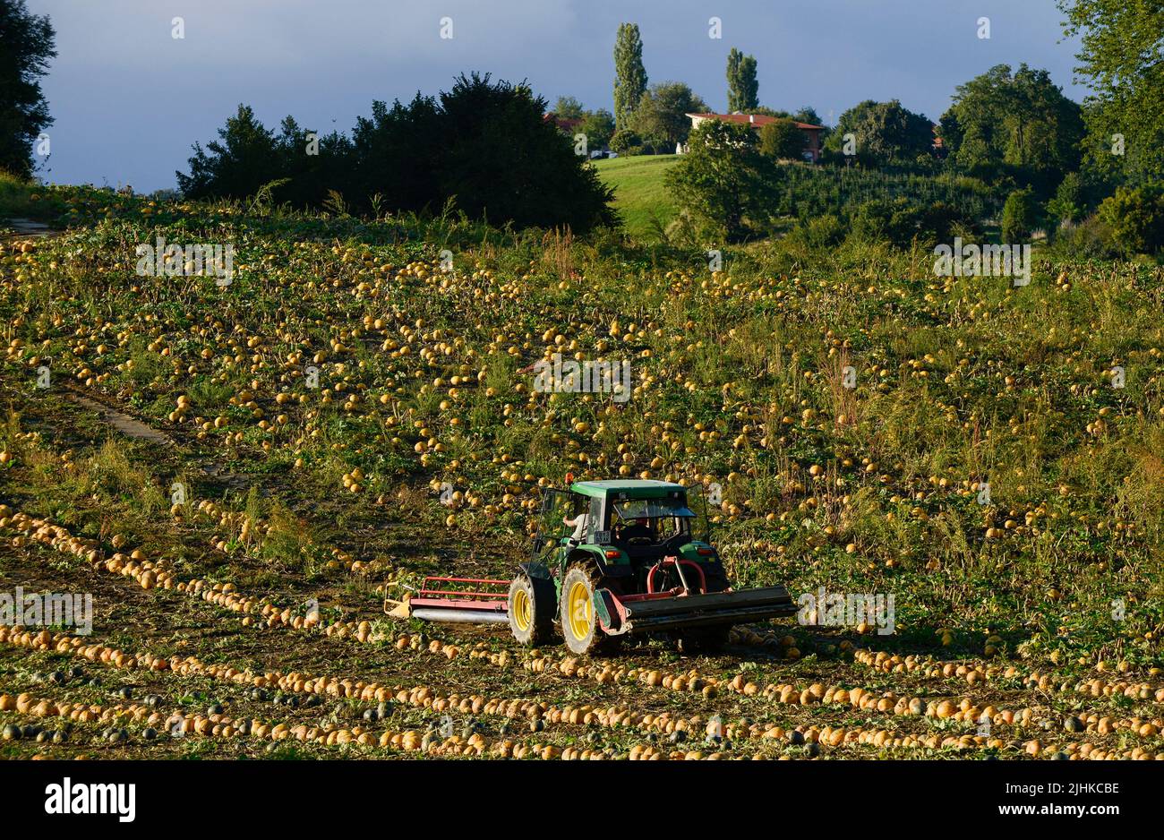 AUSTRIA Styria, cultivation of oil pumpkins, the seeds are used for processing of pumpkin seed oil, after pushing together the pumpkins they will be picked up with spiked roller tool and the seeds will be separated from fruit in the harvesting machine / ÖSTERREICH, Steiermark, Anbau von Kuerbis und Verarbeitung zu Kuerbiskernoel, Ernte mit Traktor und Spezialerntemaschine, die Kürbisse werden in Reihen zusammen geschoben, dann auf eine Stachelwalze der Erntemaschine aufgespiesst und in der Maschine entkernt Stock Photo