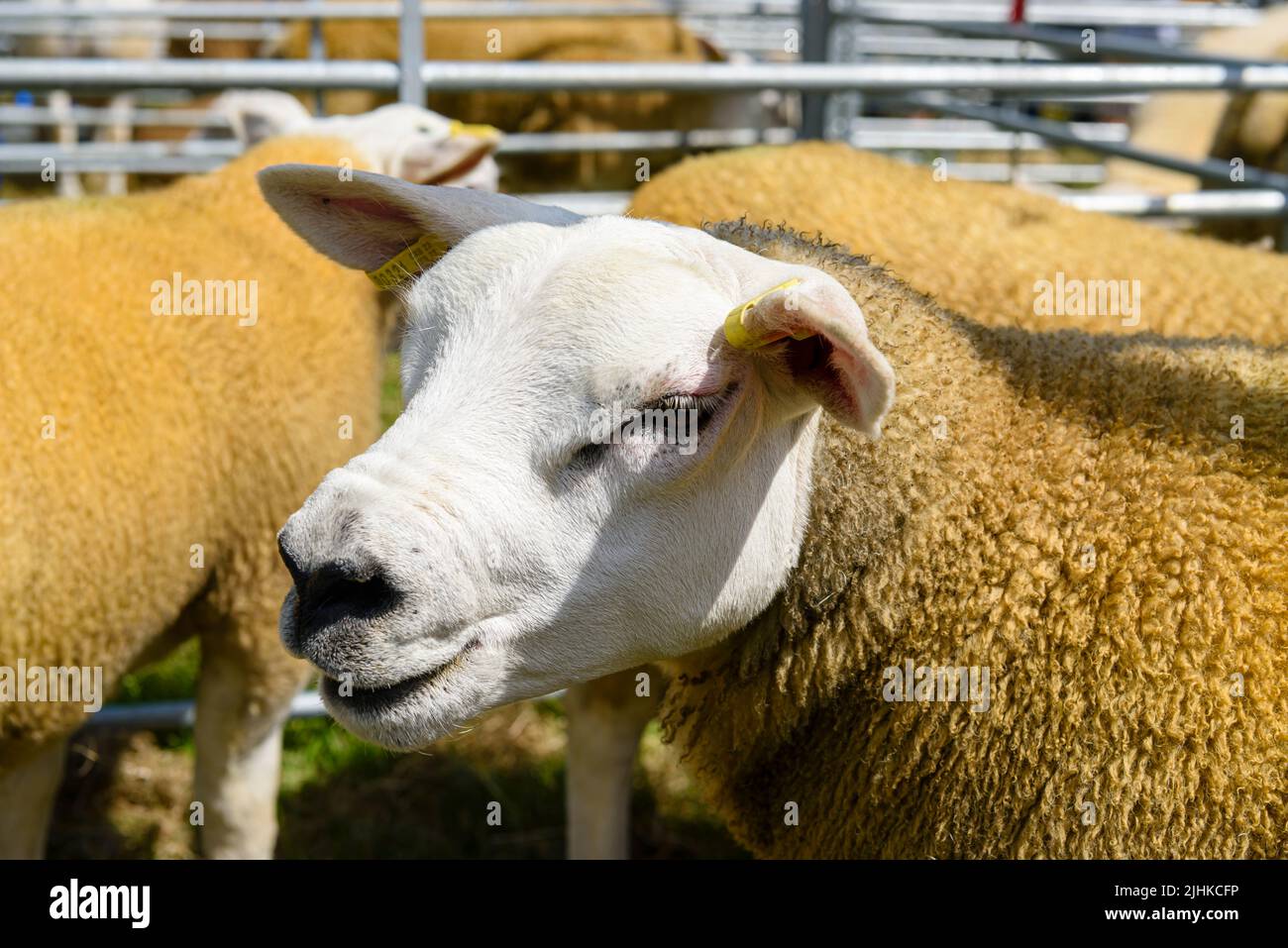 Texel sheep with gold sheep dip colouring in a pen at an agricultural ...