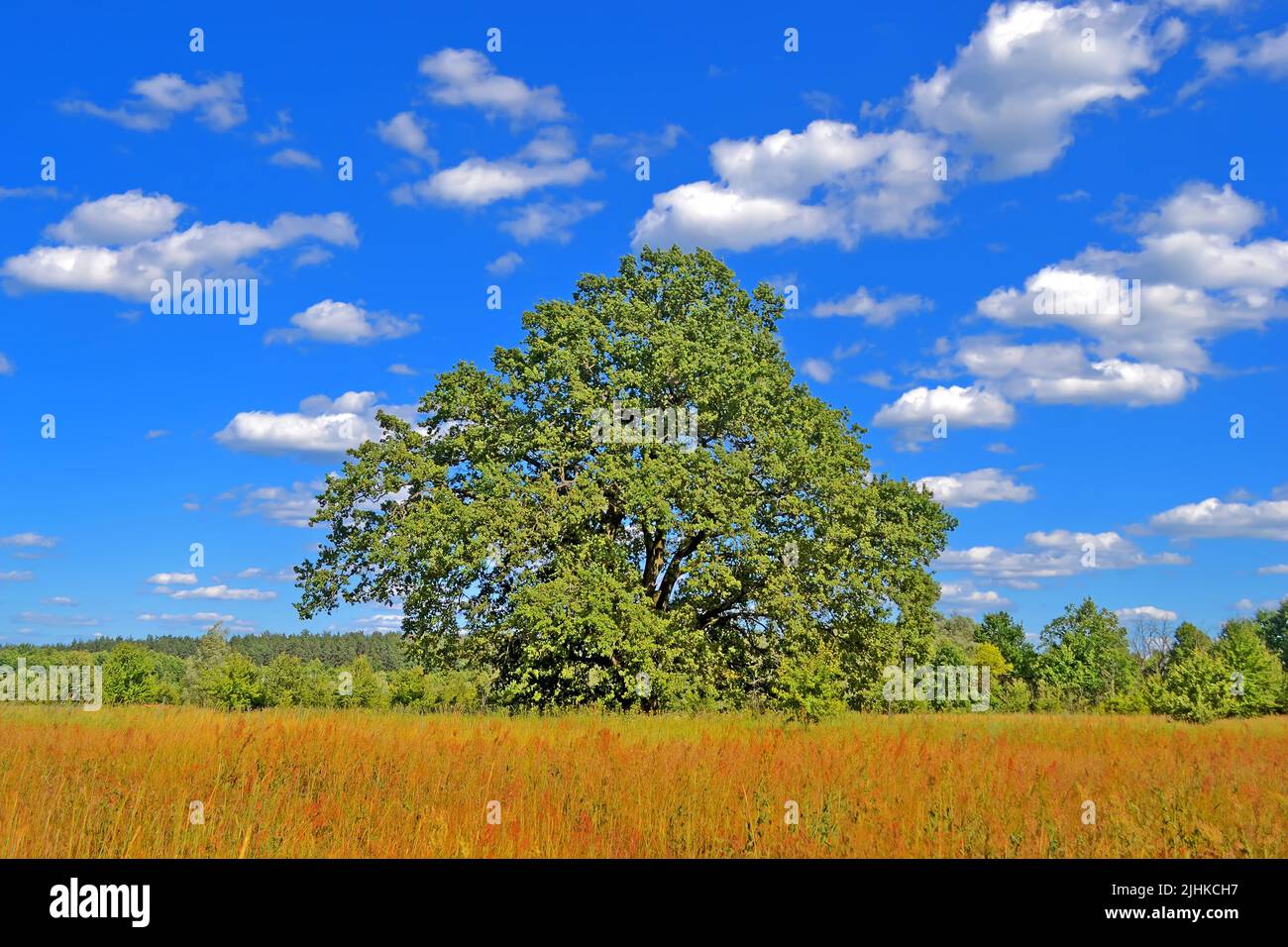 single large green oak tree in the meadow in sunny day, european travel, ecological environment diversity Stock Photo