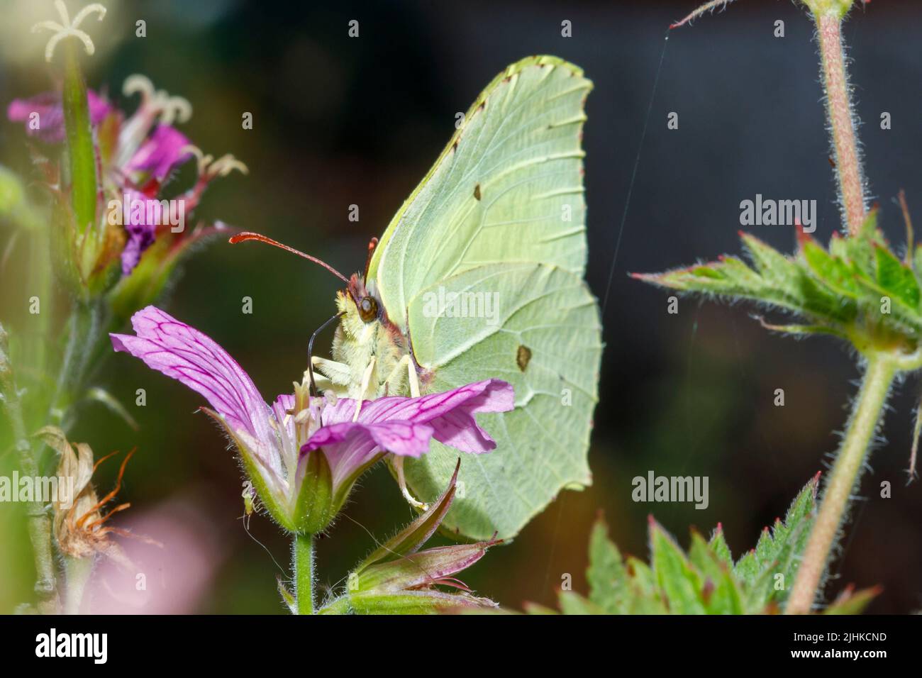 Brimstone butterfly (Gonepteryx rhamni) feeding on a flower in a Sussex garden, UK Stock Photo