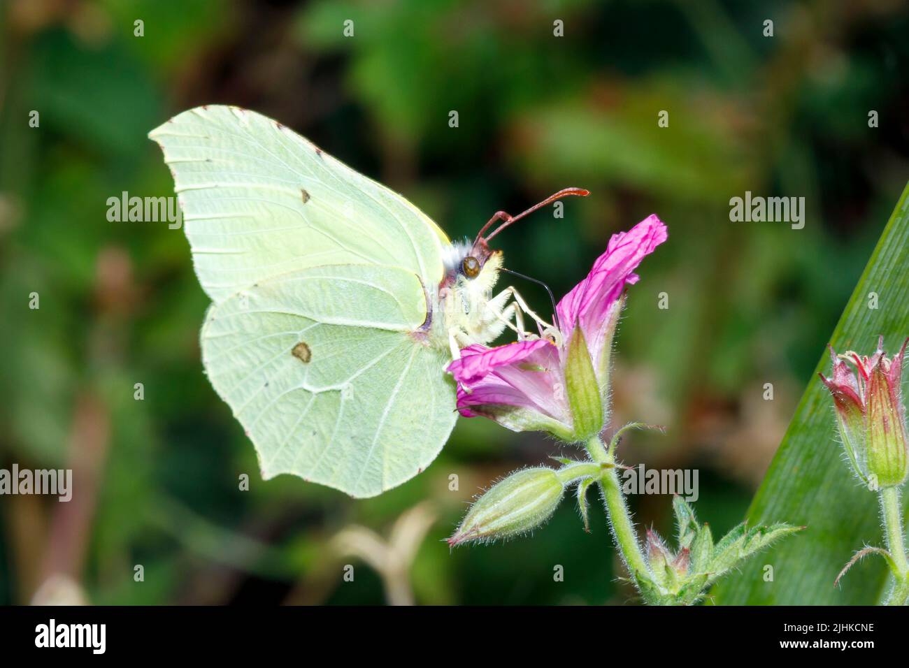 Brimstone butterfly (Gonepteryx rhamni) feeding on a flower in a Sussex garden, UK Stock Photo