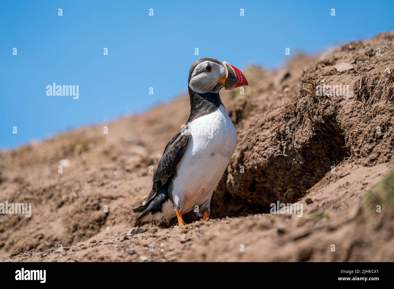 Atlantic Puffin standing on a cliff top outside its breeding burrow  on skomer island Stock Photo