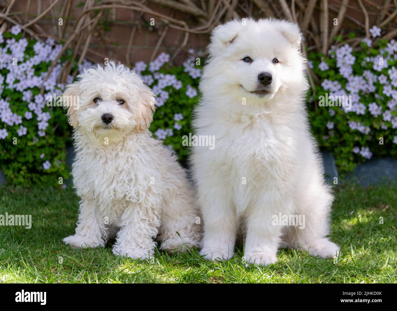 Samoyed cheap bichon mix